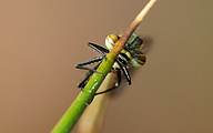 Large Red Damsel (Pyrrhosoma nymphula)